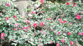 DSC00801.JPG
