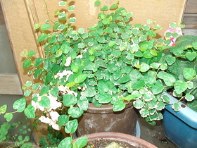 DSC02336.JPG